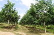 Chính quyền, doanh nghiệp và người dân ở miền Trung: Vẫn “nặng lòng” với cây cao su